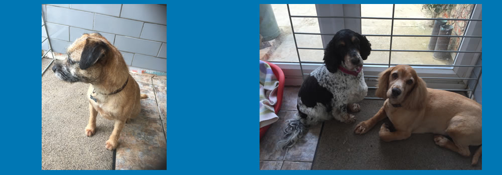 Hair Of The Dog Groomers