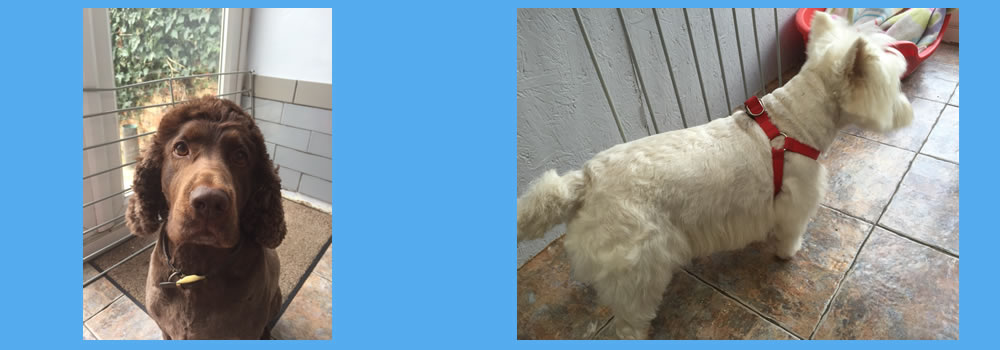 Hair Of The Dog Groomers